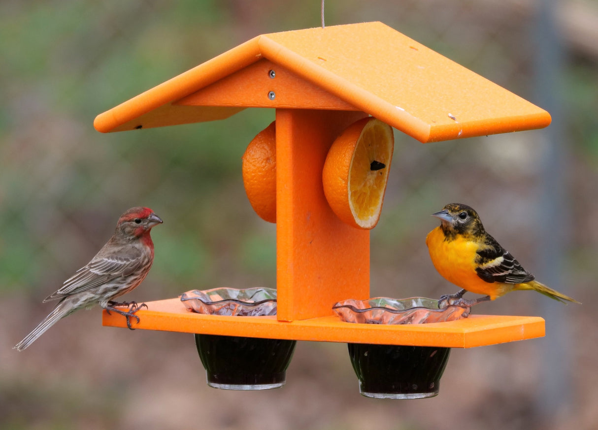 Oriole Bird Feeder, Double-Cup Jelly Oriole Feeder with Pegs for Orange Halves