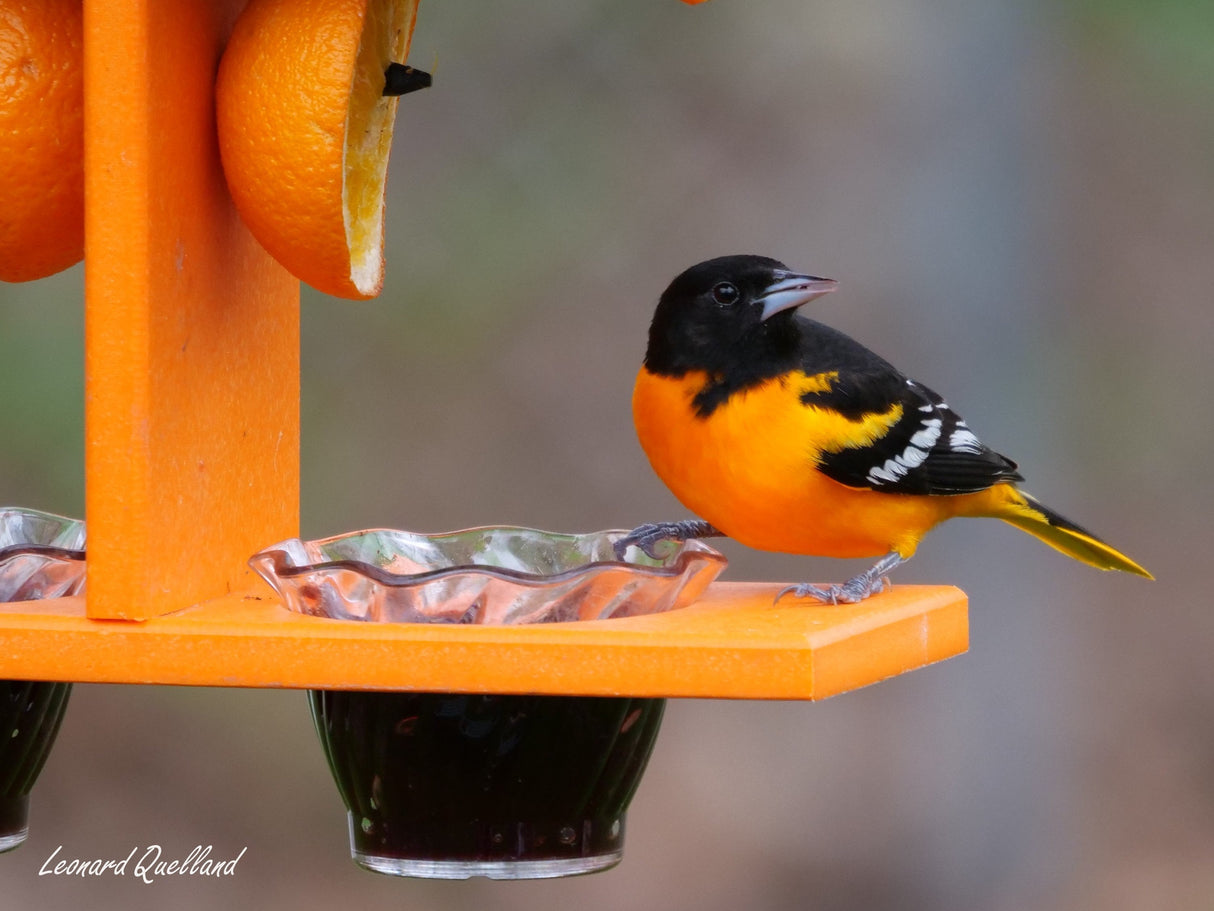 Oriole Bird Feeder, Double-Cup Jelly Oriole Feeder with Pegs for Orange Halves