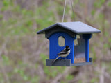 Amish-Made Bluebird Feeder, Made With Poly Lumber, For Feeding Mealworms