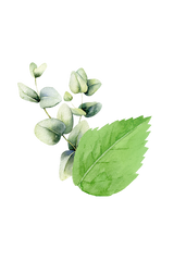 Mint & Eucalyptus Essential Oil Blend