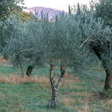 Organic Extra Virgin Olive Oil, 3 Pack
