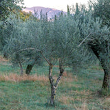 Mini Extra Virgin Olive Oil