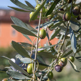 Mini Extra Virgin Olive Oil