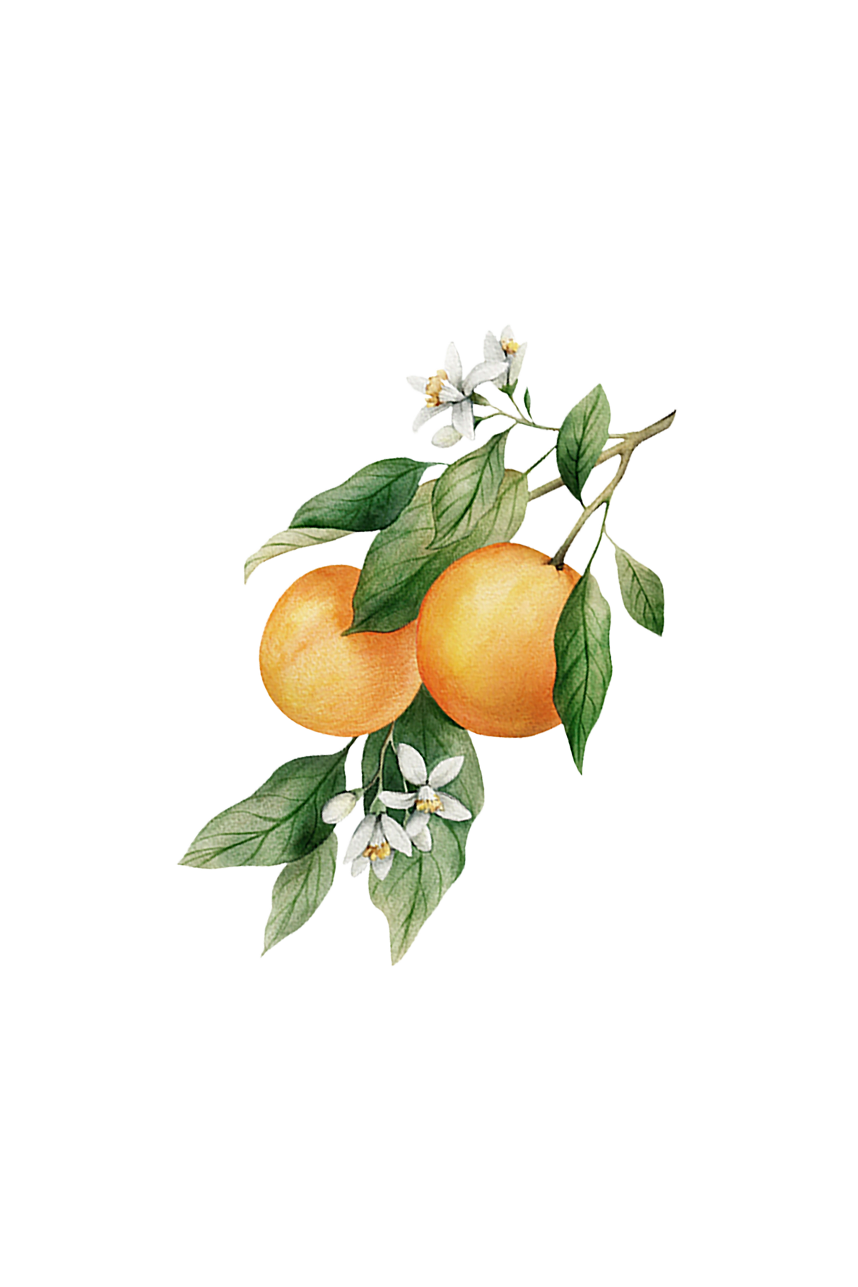 Orange Essential Oil