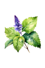 Patchouli Essential Oil