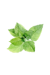 Peppermint Essential Oil