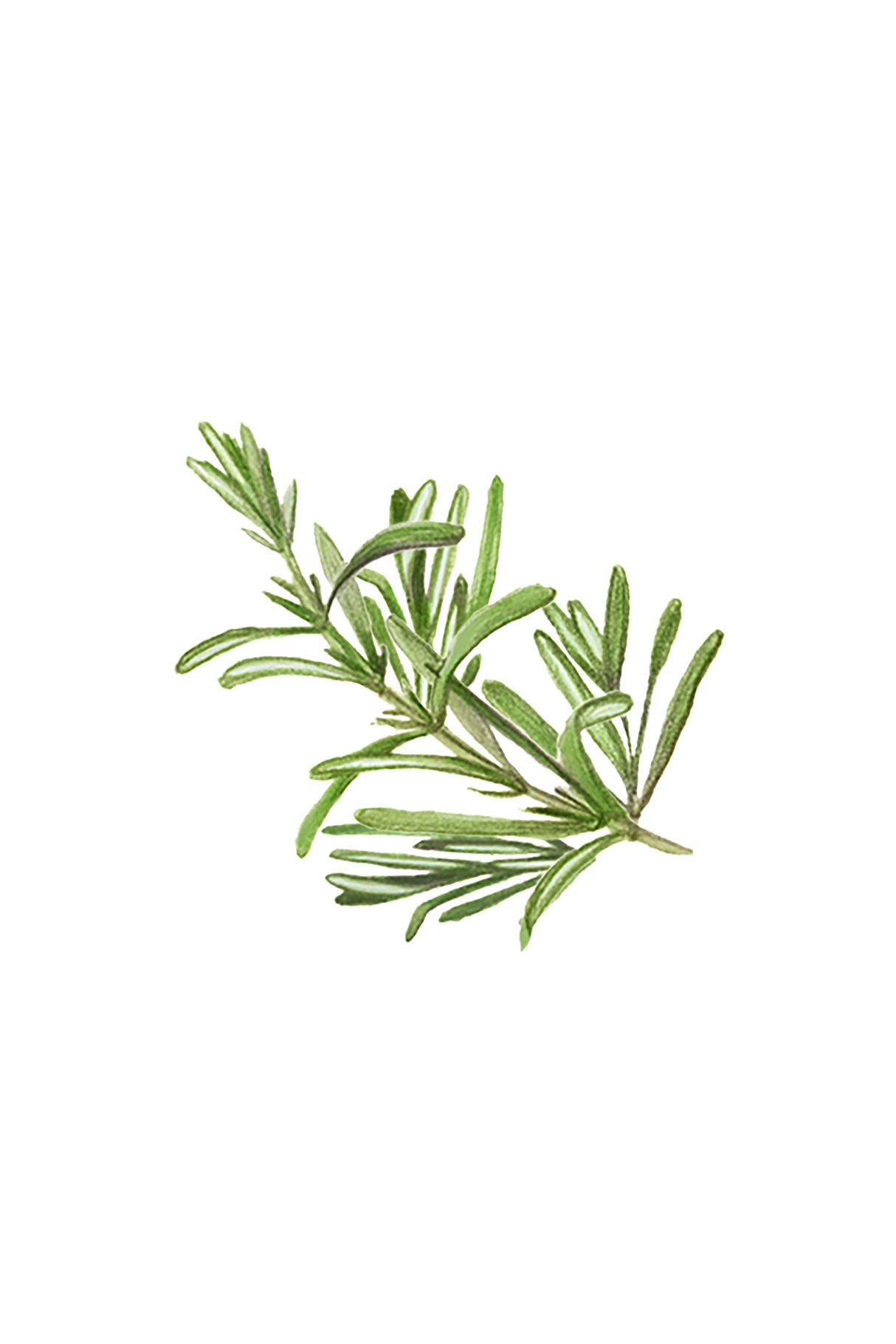 Rosemary Essential Oil