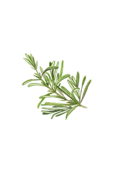 Rosemary Essential Oil
