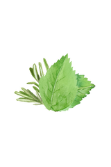 Rosemary & Mint Essential Oil Blend