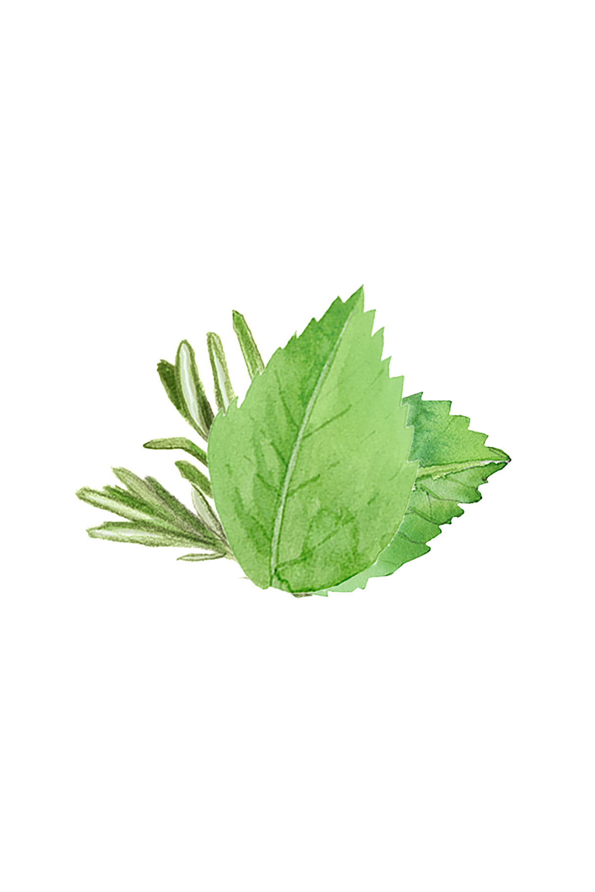 Soothing Shampoo | Rosemary & Mint