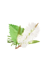 Rosemary, Mint & Tea Tree Essential Oil Blend