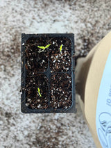 Seedling Mix - Seed Starting Soil