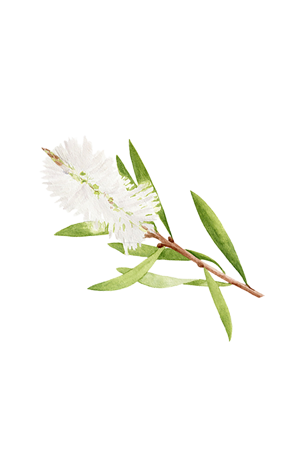 Tea Tree Essential Oil