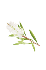 Tea Tree Essential Oil